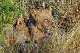 Löwenkinder im Krüger National Park von Harvey Barrison